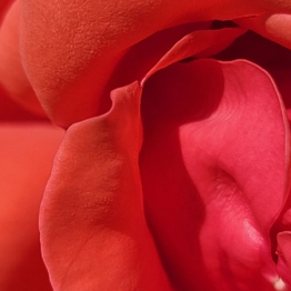 vanheektextiles red